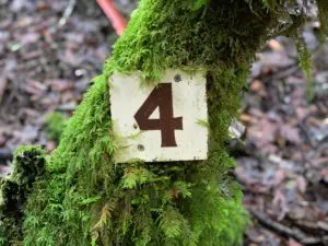 A number four on a mossy branch